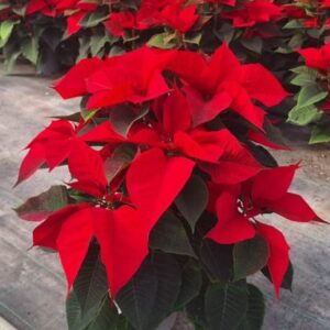 Poinsettia v.18