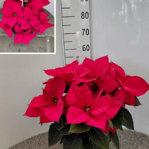 Poinsettia v.20