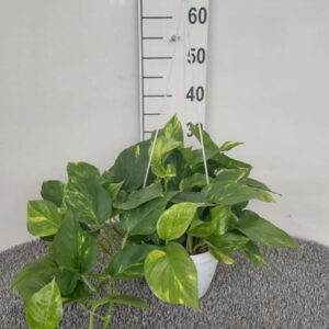 Scindapsus basket 20