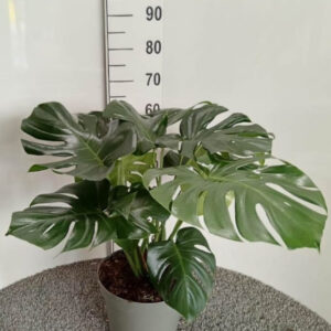 Monstera v.24