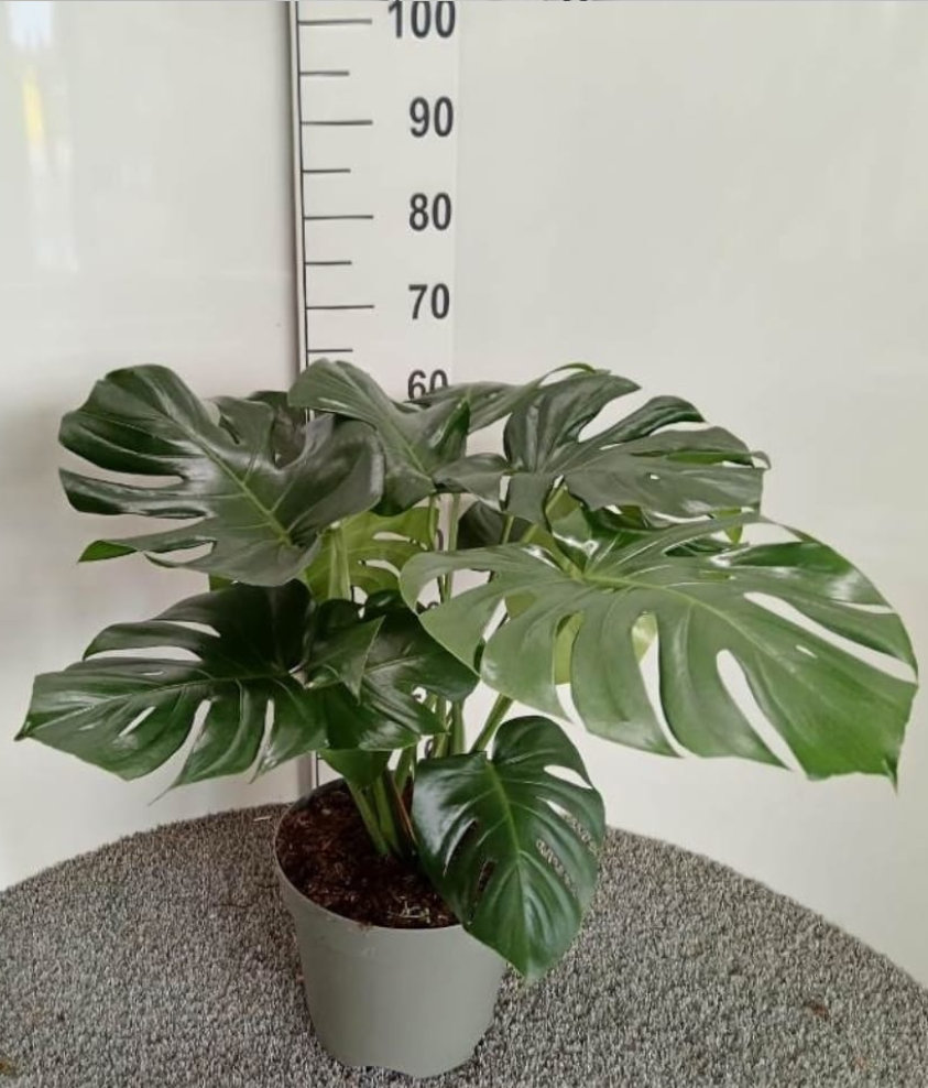 Monstera v.24