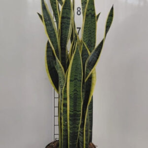 Sanseveria laurentii v.27