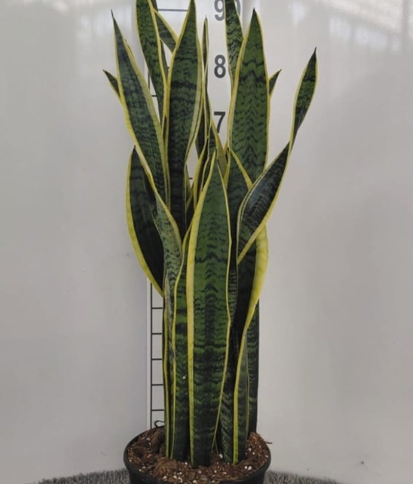 Sanseveria laurentii v.27
