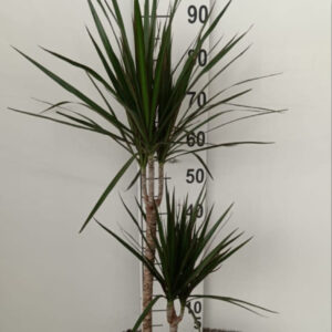 Dracaena Marginata v.18