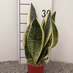 Sanseveria Superba v.9