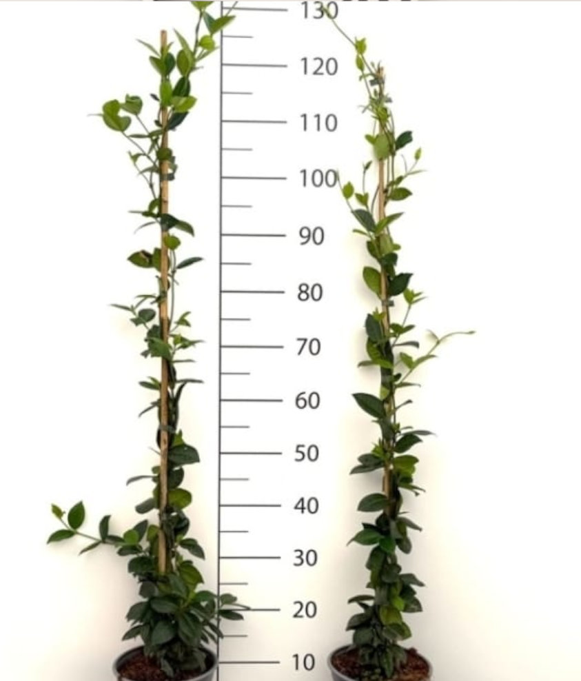 Rhyncospermum v.18